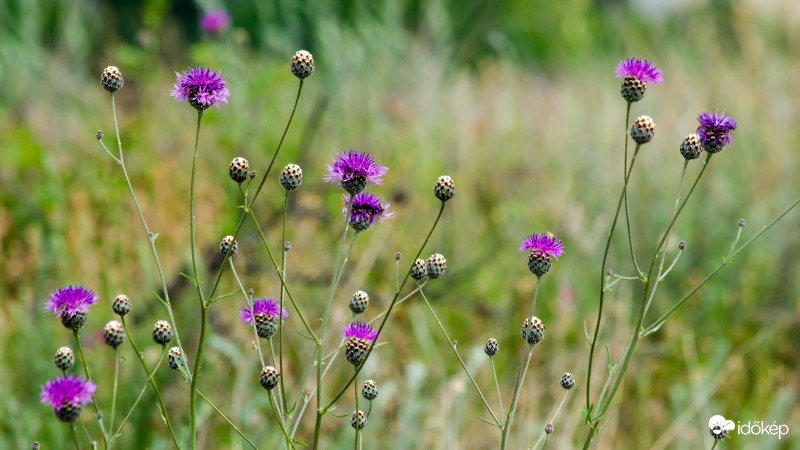 Sas-hegy tanösvény