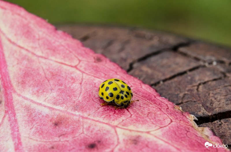 22 pettyes katicabogár