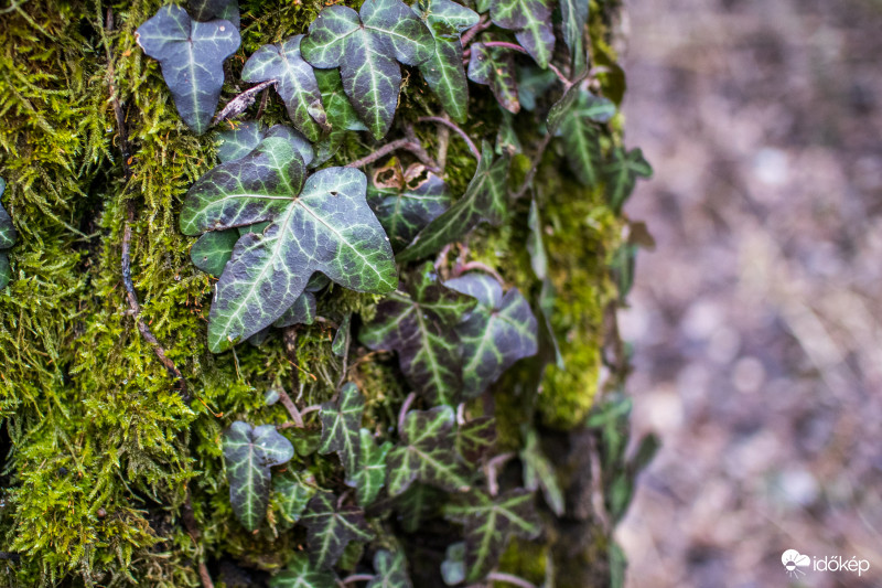 Borostyán mohaágyon