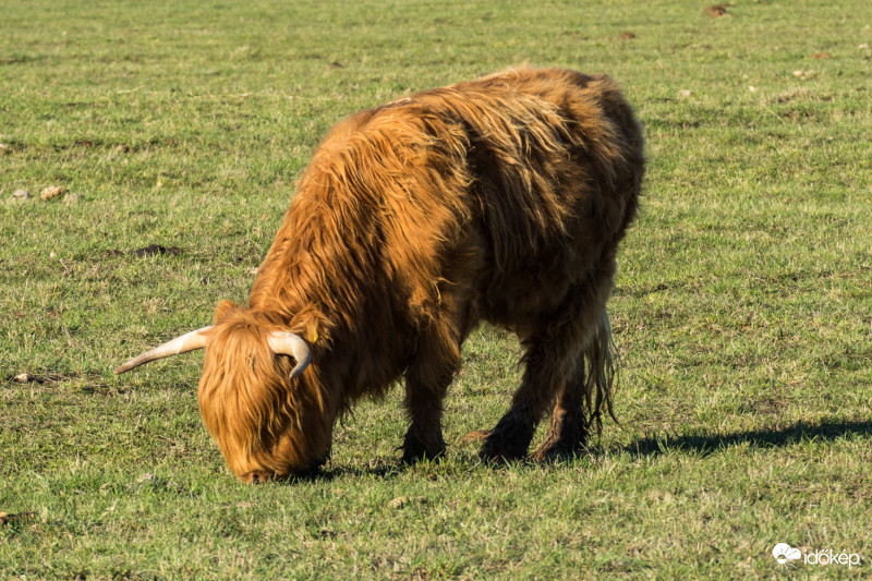 Lassan lekerülhetnek a nagykabátok