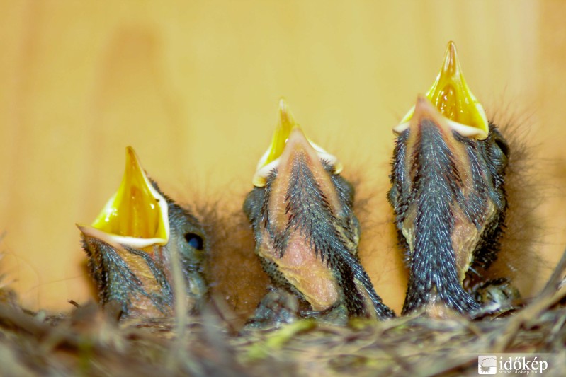 Éhes házi rozsdafarkú fiókák