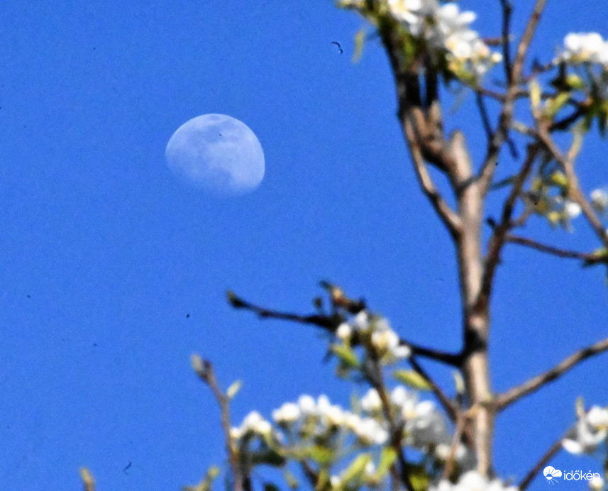 Blue Moon