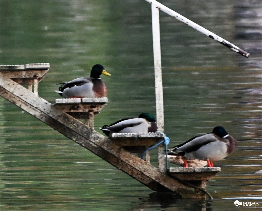 A közönség