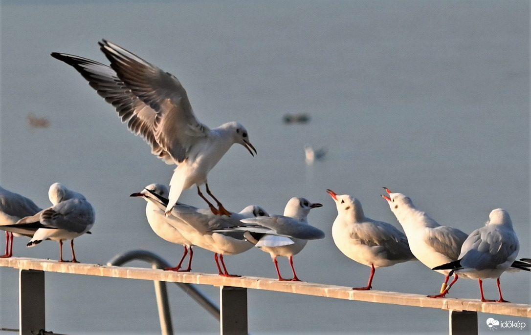 Balatonföldvár