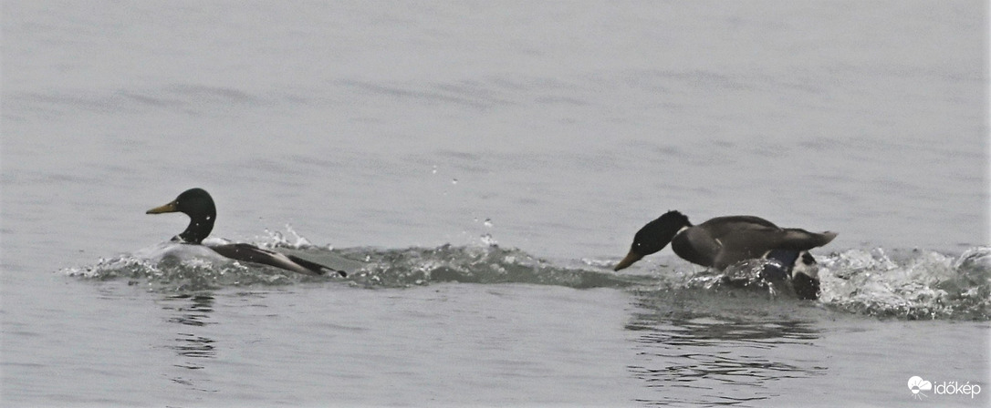 Kacsacsata II.