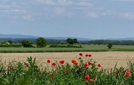 Zalai tájakon