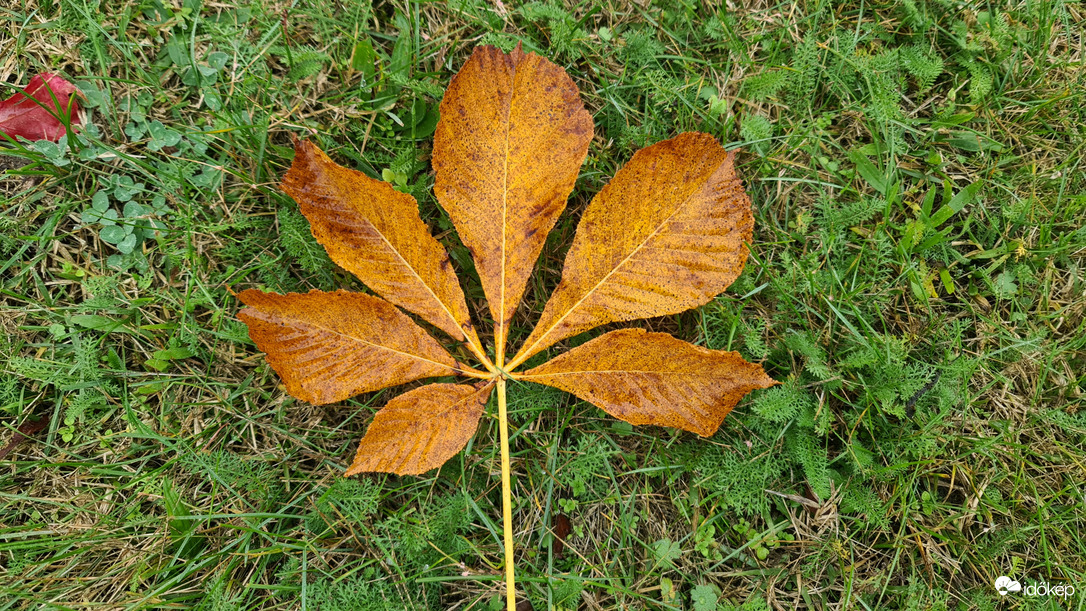 Feketeerdő
