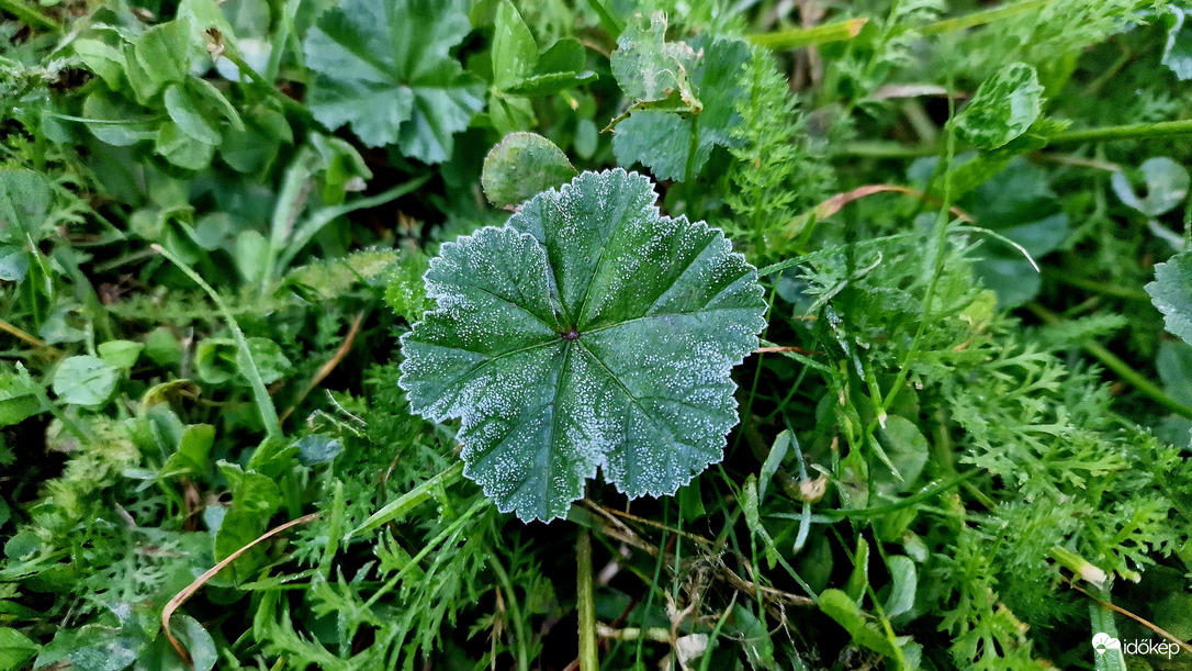 Mosonszolnok