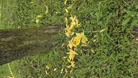 Mosonszolnok