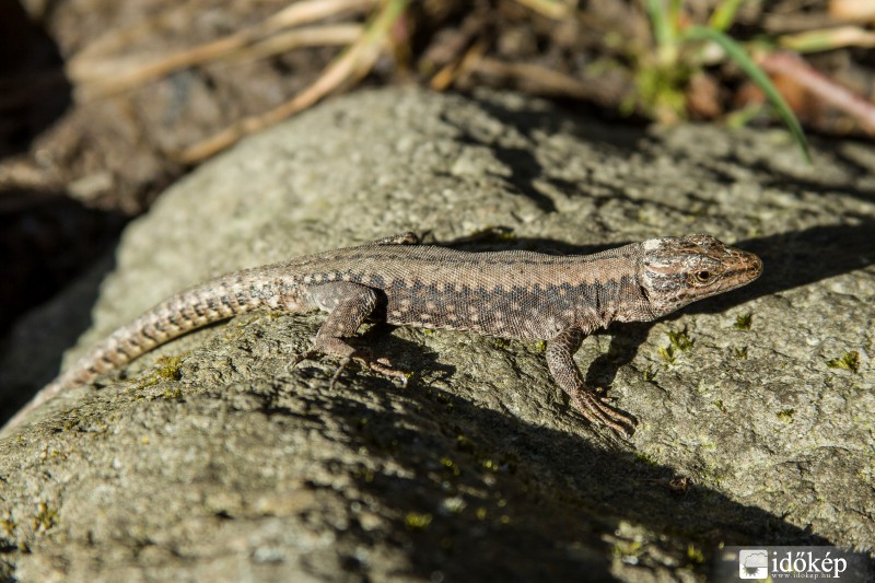 Az első felderítő
