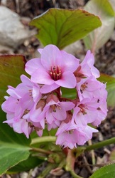 szívlevelű bőrlevél