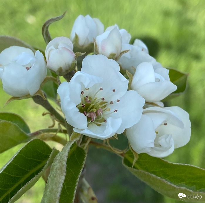 Körtéfa, körtéfa, Kőrösi, kerepesi körtéfa...