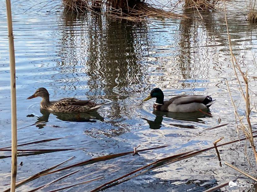 Párosan szép az élet