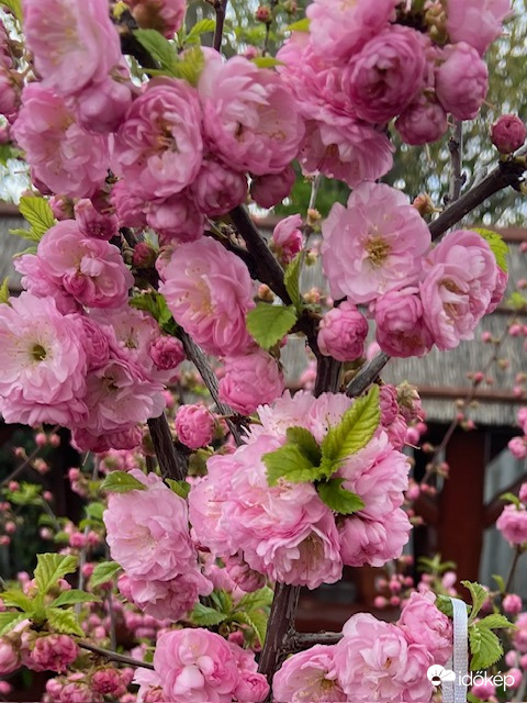 Rózsaszín virágtenger