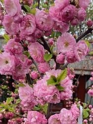 Rózsaszín virágtenger