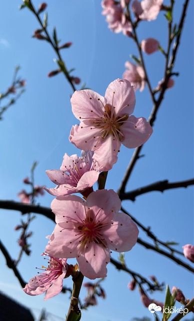 őszibarack virágzás