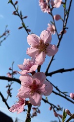 őszibarack virágzás