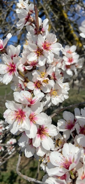 Tavasz  van, gyönyörű tavasz van...