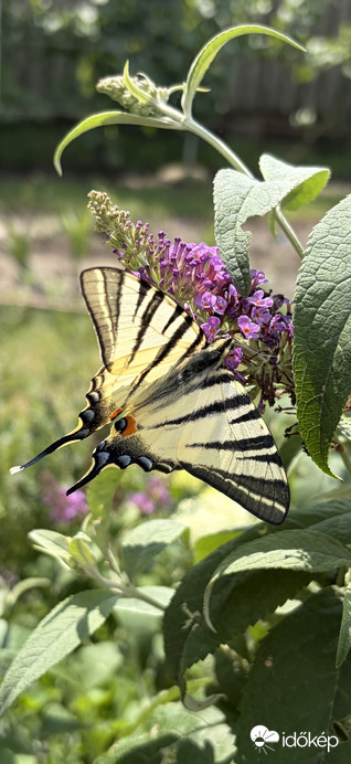 Pillangó