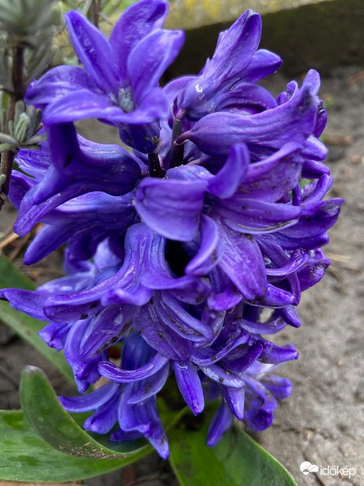 Áprilisi bolondozás