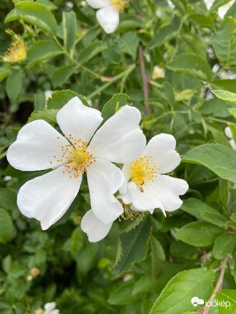 Átváltozás előtt