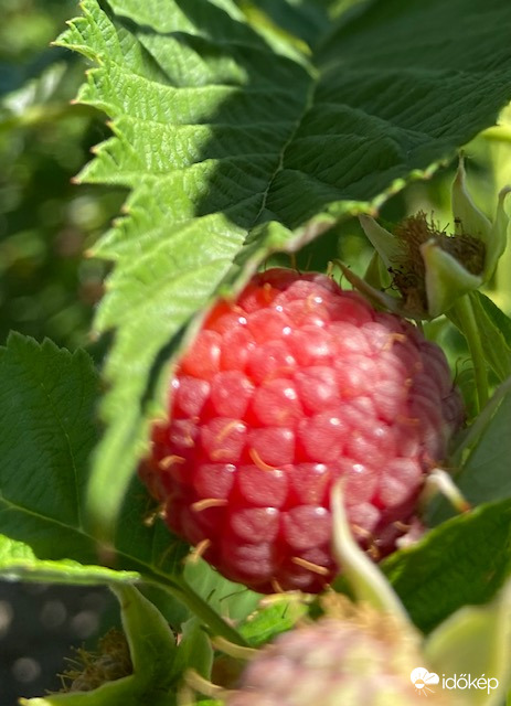 Édes gyönyörűség