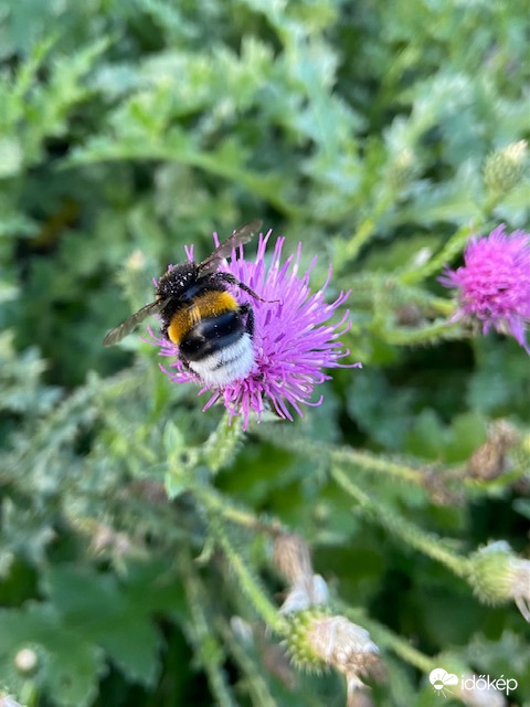 Táplálékot keresek