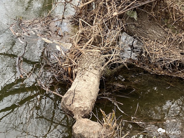 A hód tevékenysége