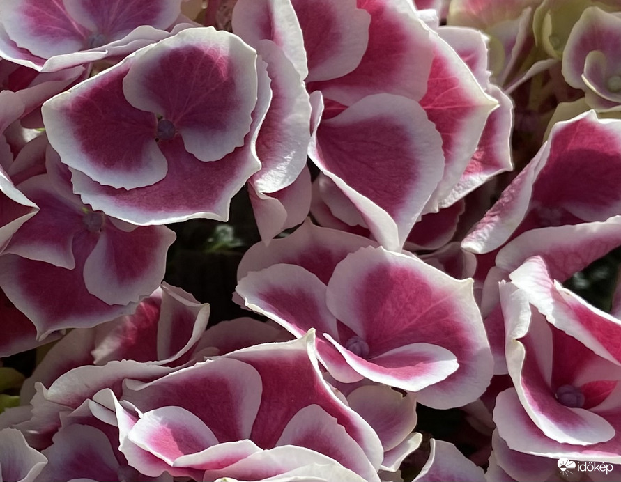 Hortenziával köszöntök minden édesanyát!