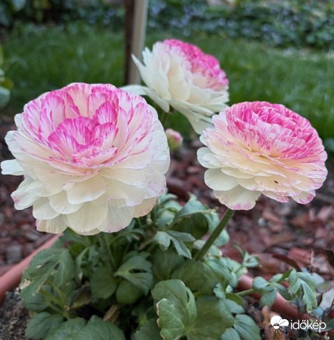 VIRÁGOM, VIRÁGOM...