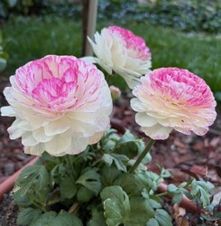 VIRÁGOM, VIRÁGOM...