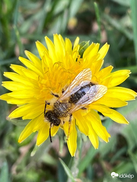 Csodálatos együttműködés