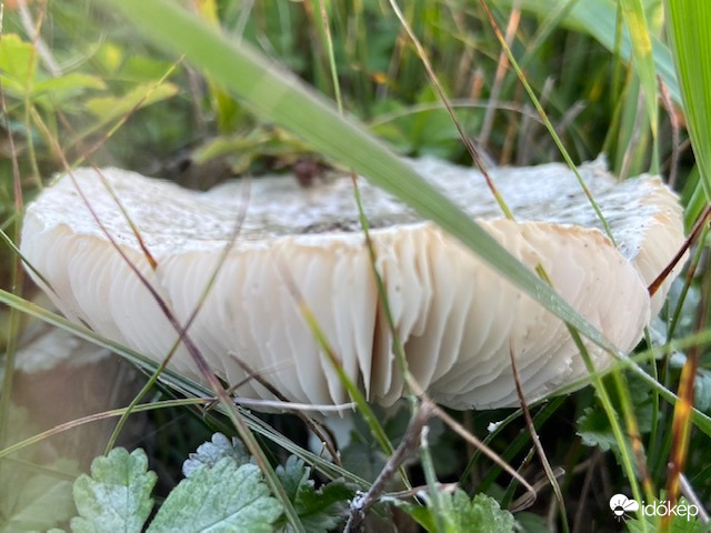 Tarka réten gomba áll...