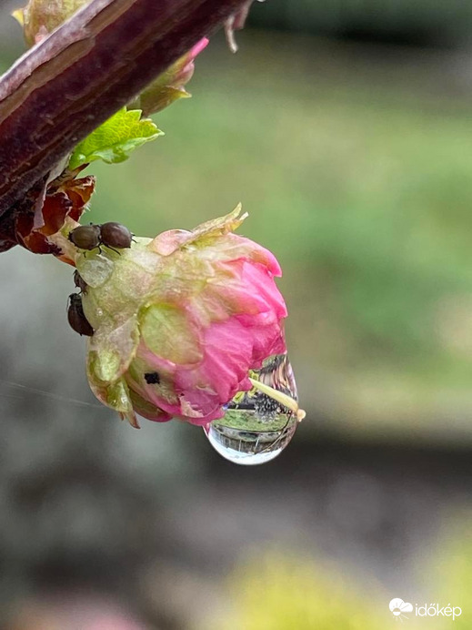 Egy cseppben az egész világ