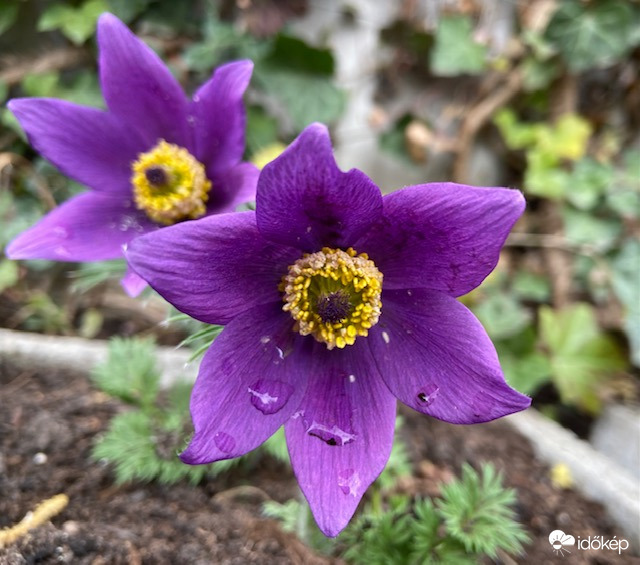 Eső utáni "örömkönnyek"