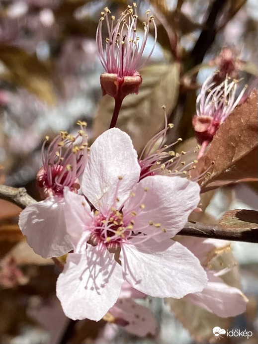 Fújja a szél,  fújja...