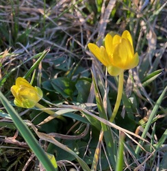 Várjuk a gólyákat!