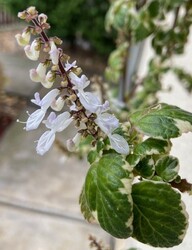 Virágzik a szúnyogűző