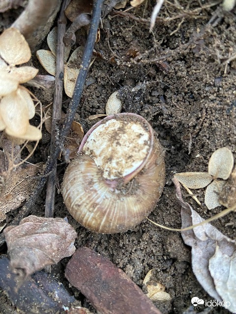 Mészkupakkal védve