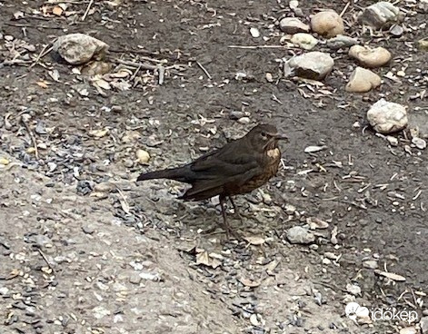 Táplálékot keresek