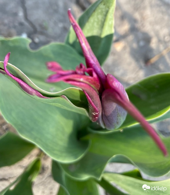 Kicsit megcsúsztam péntekre