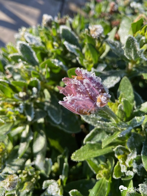 Jégbe zárt virág(világ)