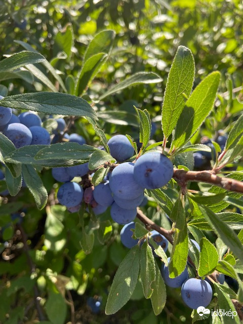 Kis gyümölcsben nagy erő- a kökény
