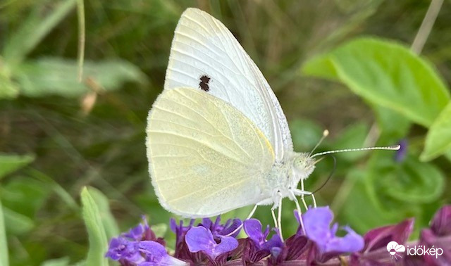 Pieris mannii - magyar fehérlepke