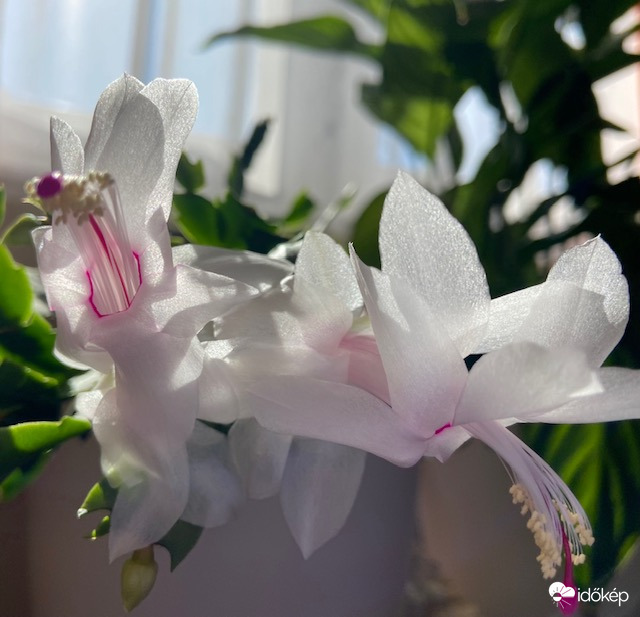 Feléledtem a márciusi fényárban 