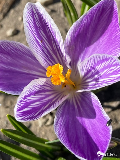 Melegem van, lesétálok