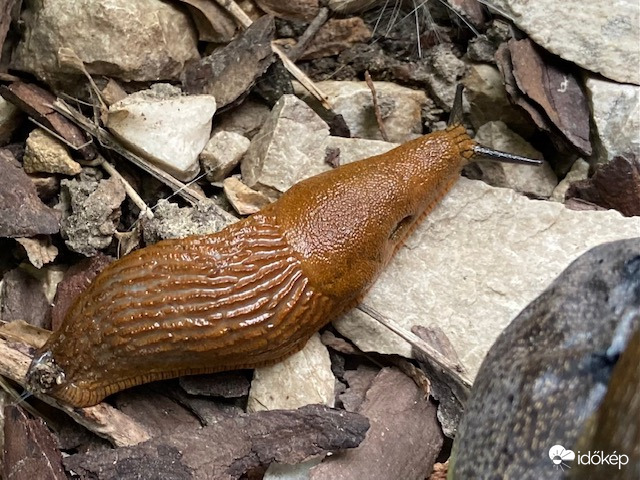 Spanyol csupasz csiga