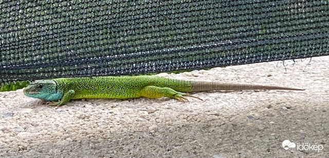 Sütkérező zöld gyík