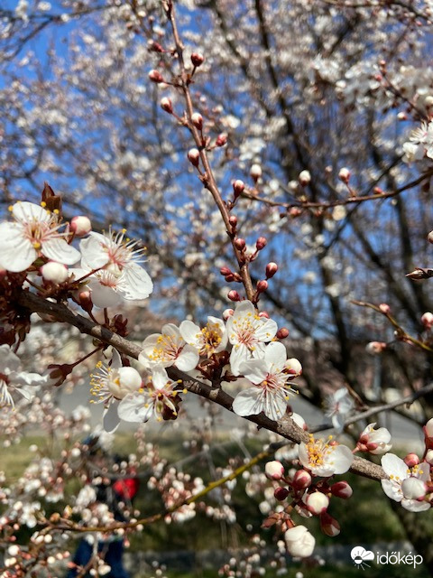 Vérszilva virágba borult