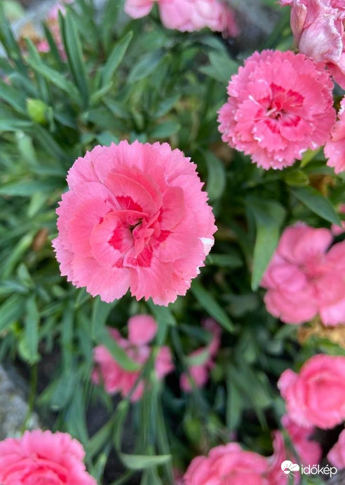 Virágom, virágom...